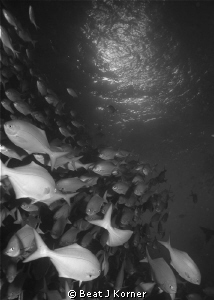 Symphony of Blue Maomaos in Poor Knights Island's Norther... by Beat J Korner 